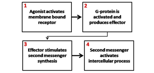 De la superficie al núcleo: La red logística de los segundos mensajeros