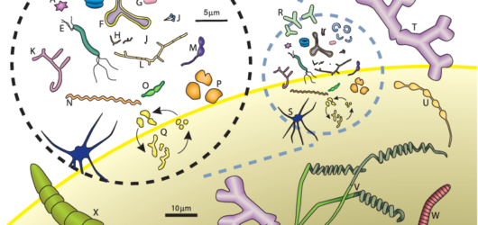 Más que Esferas y Bastones: El Increíble Mundo de las Formas Bacterianas.