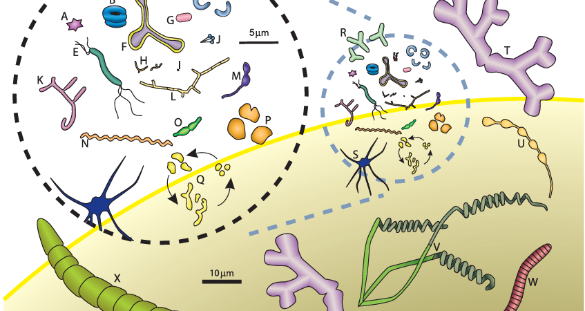 Más que Esferas y Bastones: El Increíble Mundo de las Formas Bacterianas.